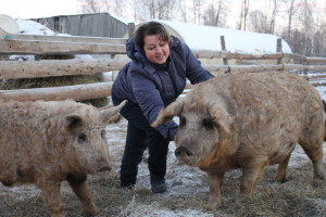 В хозяйстве семьи Носковых из Елово живут необычные питомцы – свиньи породы венгерская мангалица, покрытые шерстью. 